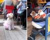pet friendly restaurant in manhattan