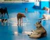 pet daycare in manhattan