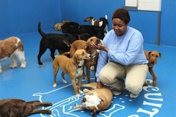 pet daycare in new york