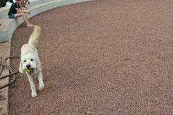 dog park in brooklyn