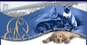 Pet friendly vets in new york city 