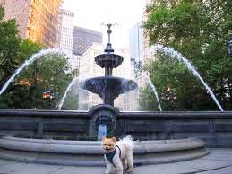 dog park in new york