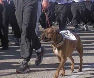 dog in crowd in new york