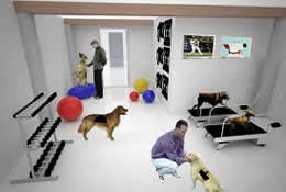 pet daycare in new york