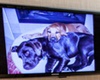 heart of chelsea animal hospital pet friendly new york veterinarian