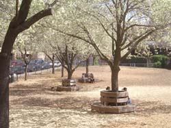 dog park in brooklyn