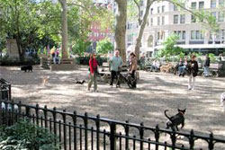 dog park in new york