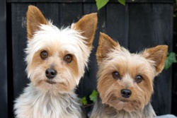 Pet friendly day care in new york 