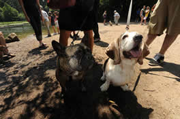 dog park in brooklyn