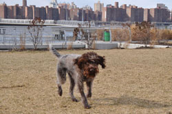 dog park in new york