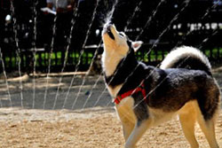 dog park in New York