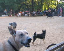 dog park in new york