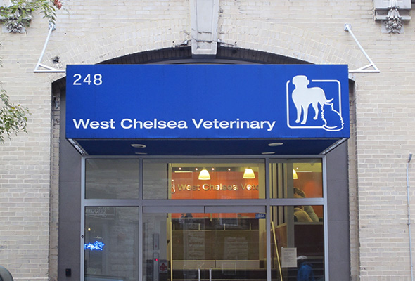 vet in new york 